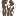Favicon van afrika-safaris.nl