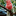 Favicon van all4parrots.nl