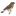 Favicon van arjenulrich.com