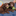 Favicon van australian-labradoodle.nl