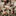 Favicon van bellerosa.nl