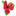 Favicon van bloemenzaaknijmegen.nl