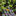 Favicon van breetvelt.nl
