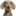 Favicon van carnivoer.nl