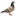 Favicon van duivenbakken.nl
