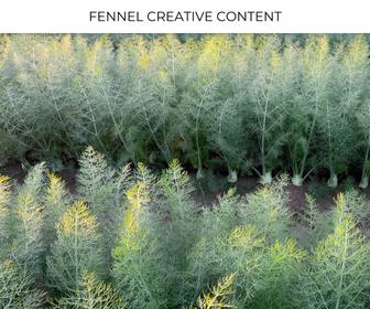 Fennel Creative Content