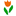 Favicon van hollandsouvenirshop.nl