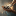 Favicon van hondenmaatje.nl