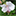 Favicon van hortusnovus.nl