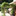 Favicon van hoveniersbedrijfjansma.nl