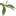 Favicon van israelidoedreizen.nl