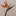 Favicon van mvo-strelitzia.nl