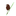 Favicon van natuurtuingoffert.nl