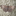 Favicon van papiliofoto.com
