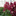 Favicon van presentorchids.nl
