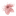 Favicon van sakura-uitvaart.nl