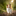 Favicon van shshots.nl