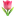Favicon van tulipmodels.nl