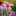 Favicon van Www.iratuinontwerp.nl